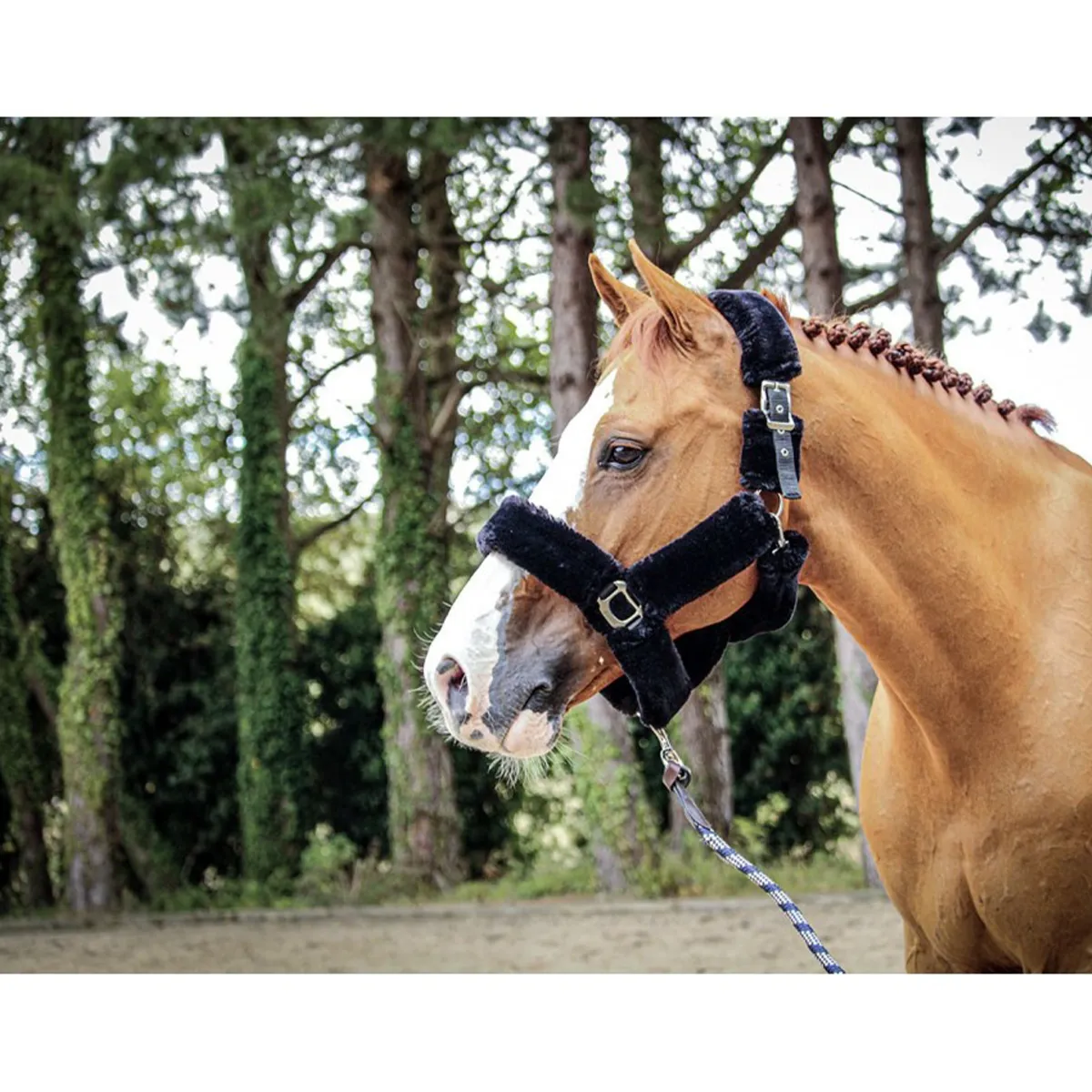 Jump'in Soft Halter - One Collection